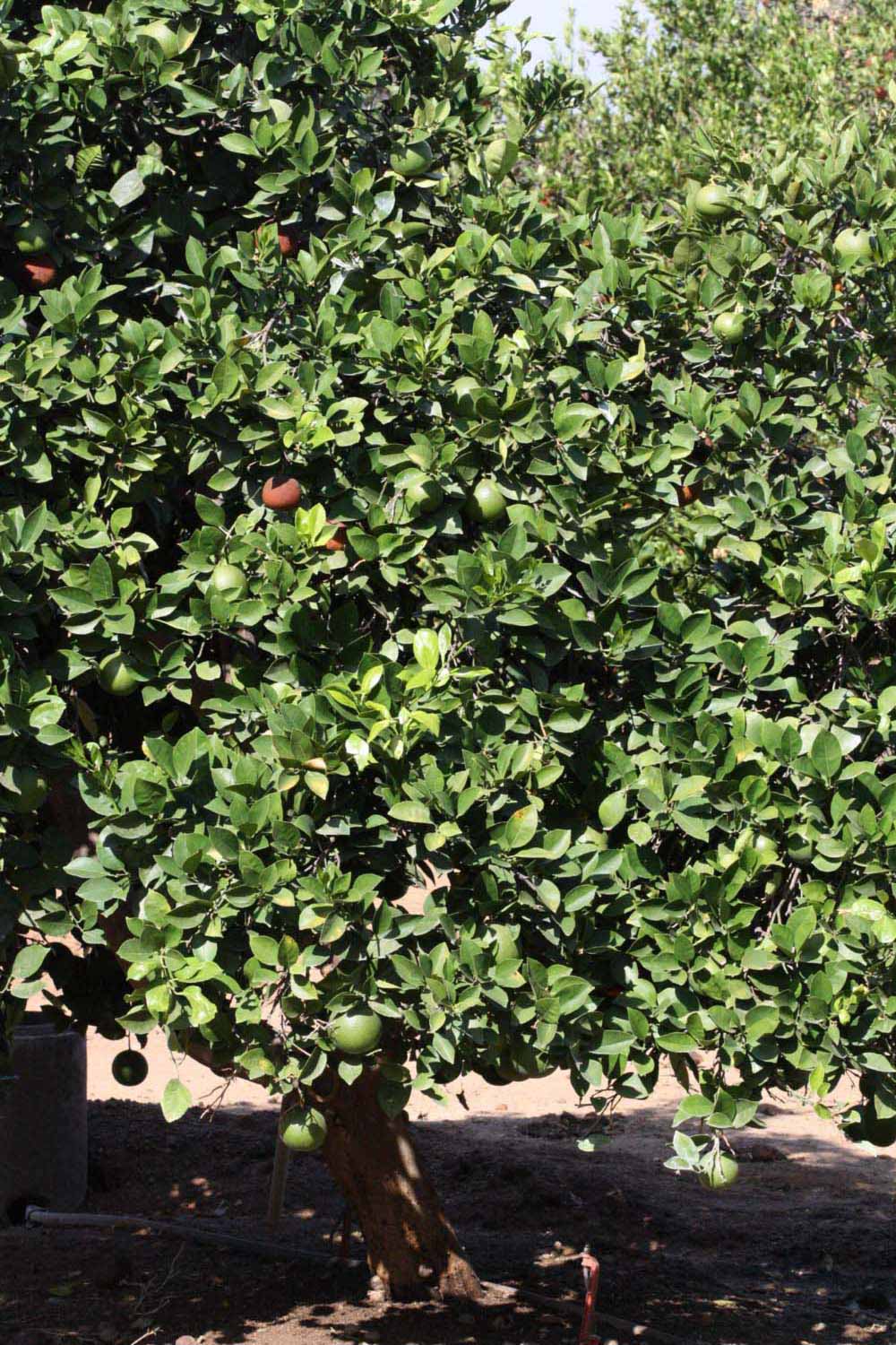            Habit (Riverside, CA)   